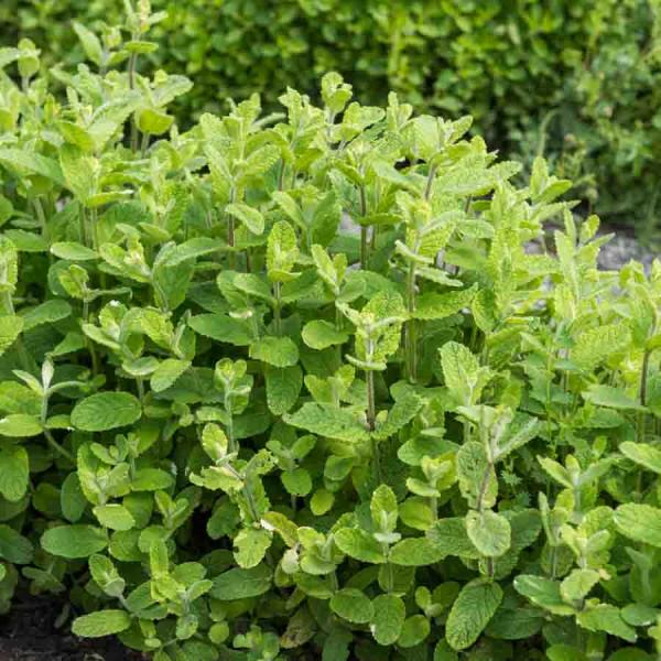 Aromatiques - Mélisse Citronnelle - BIO - face recto